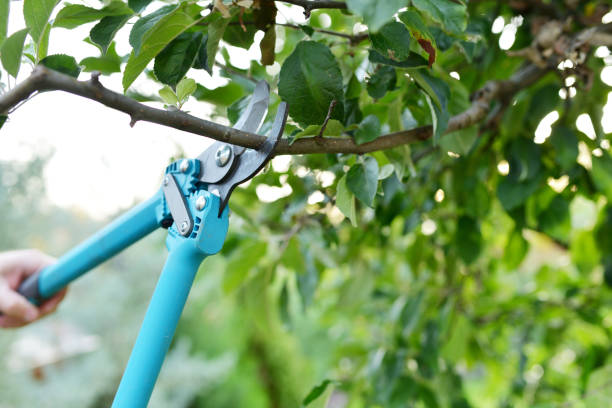 Emergency Storm Tree Removal in Morris, AL